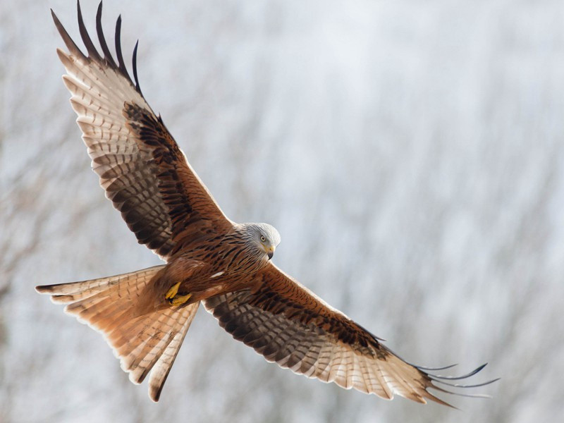 兰花供寿国举兄原文注释译文赏析-陈傅良诗词-宋诗全集