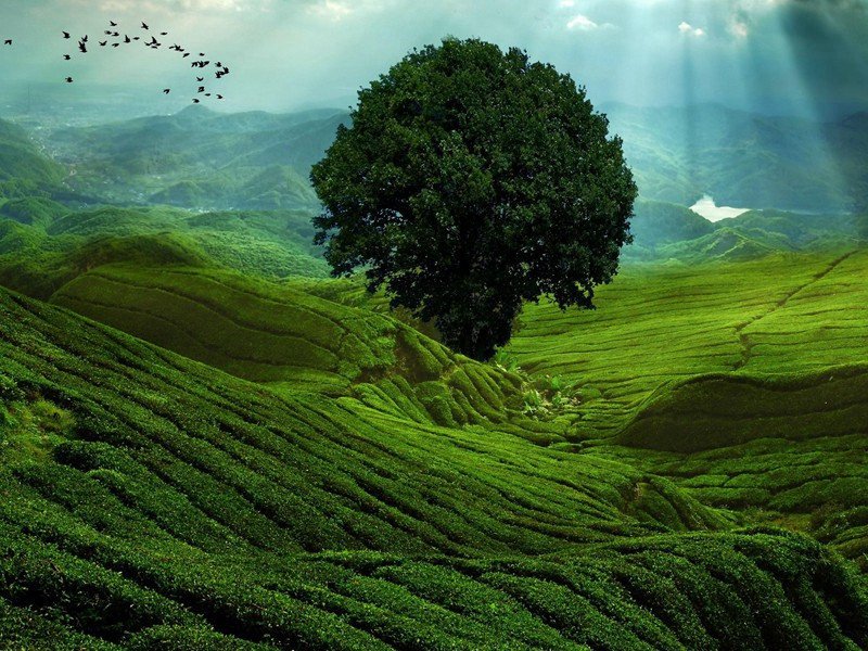 桃花坞原文注释译文赏析-陈舜俞诗词-宋诗全集