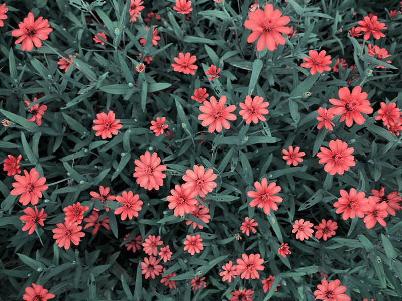 皑如山上雪原文注释译文赏析-曹勋诗词-宋诗全集