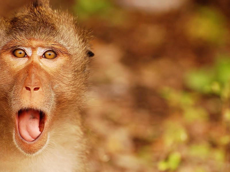 远游原文注释译文赏析-陈必复诗词-宋诗全集