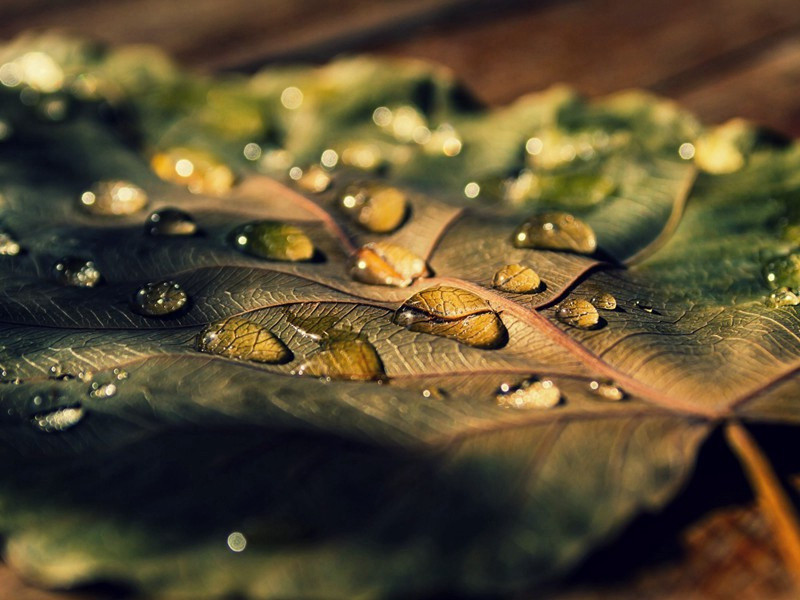 雨中怀后村石塘之约爽矣原文注释译文赏析-林希逸诗词-宋诗全集