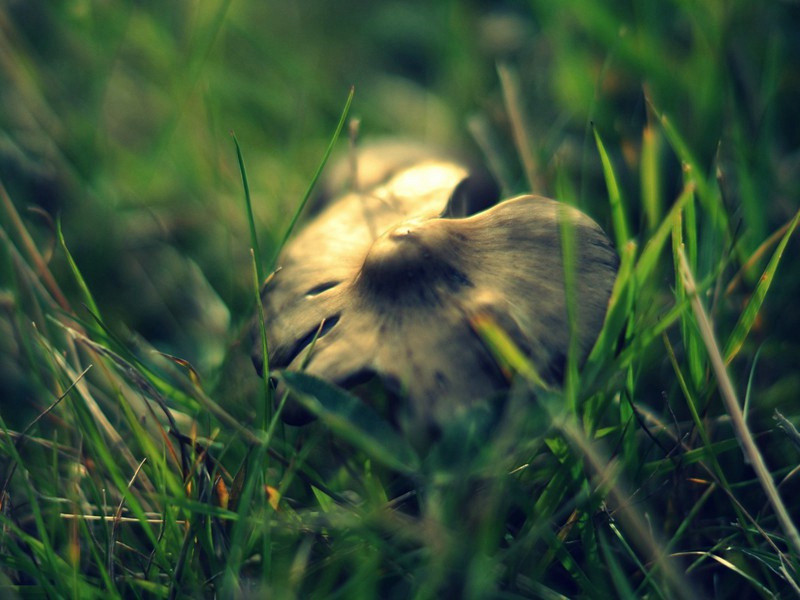 题范譓卿爱山吟境图原文注释译文赏析-仇远诗词-宋诗全集