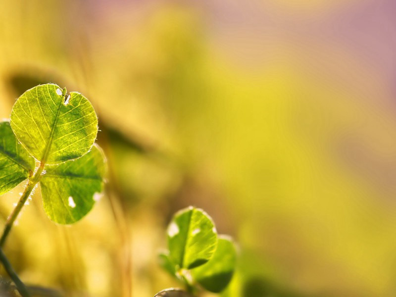 题乾明寺壁原文注释译文赏析-陈造诗词-宋诗全集