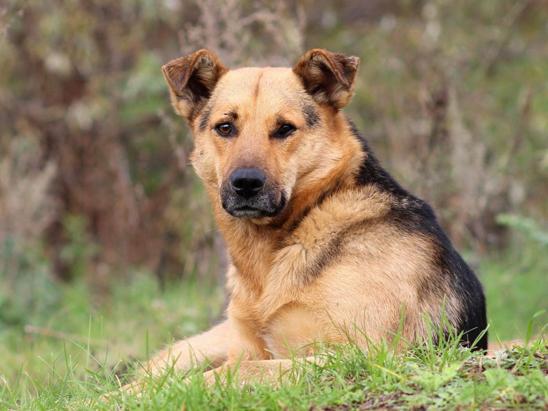 汤婆子原文注释译文赏析-顾逢诗词-宋诗全集