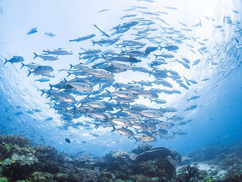 神鼎山原文注释译文赏析-毕田诗词-宋诗全集