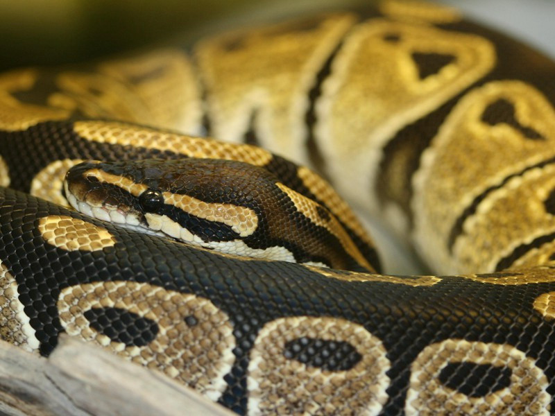 寄王察院·其二原文注释译文赏析-白玉蟾诗词-宋诗全集