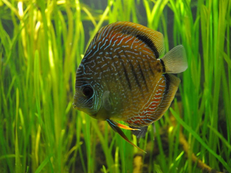 汉炳丹山晚进知学以来尝於文字中敬识先生矣试吏赤水偶逢先生经由为龙多少驻行旆出三诗以贲之汉炳不揆荒拙勉继严韵·其三原文注释译文赏析-樊汉炳诗词-宋诗全集