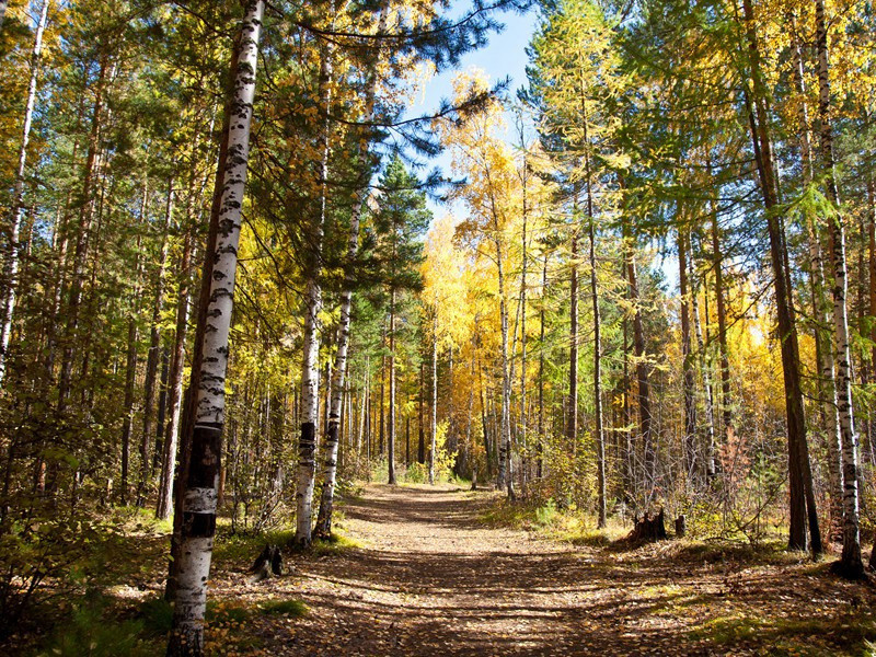 可惜原文注释译文赏析-白玉蟾诗词-宋诗全集
