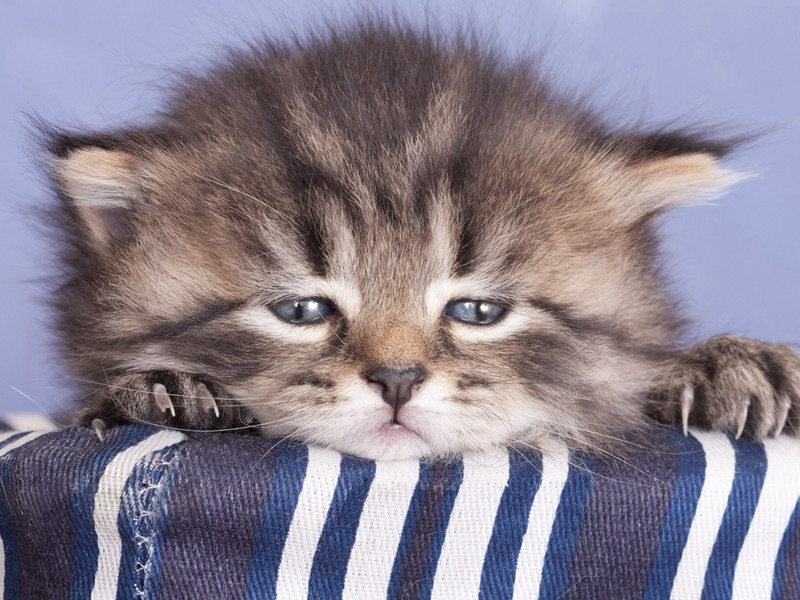 即事十首·其三原文注释译文赏析-方岳诗词-宋诗全集