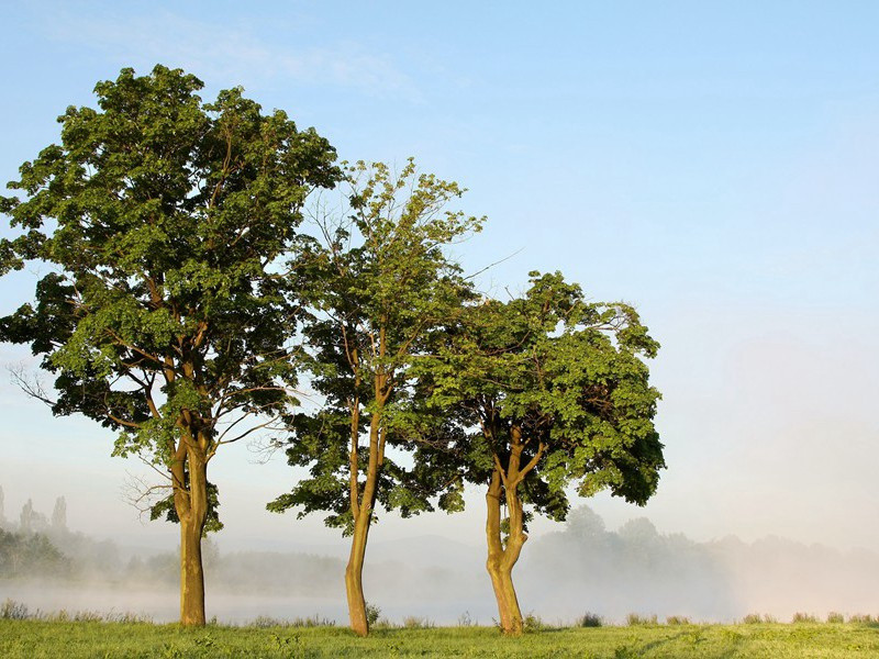 和参寥明发见邻家花二首·其一原文注释译文赏析-陈师道诗词-宋诗全集