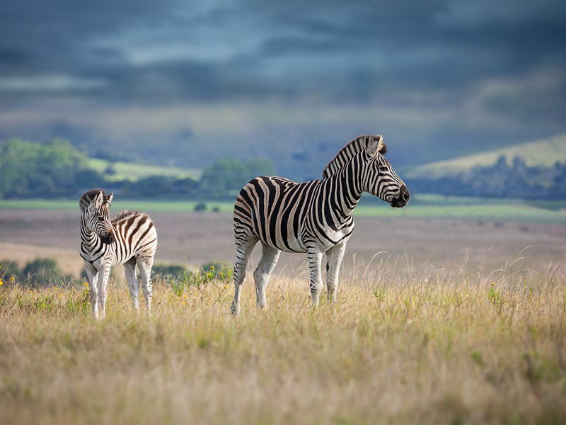 元符二年十一月十六日赵德麟检校诸邑李方叔自鄼来会中庐游灵溪寺观飞泉穷水所出涉龙潭遂至上洞寻火而入路穷乃回归息岩下岩洞泉潭前此未名尝见襄沔记郭璞游仙诗谓青溪道士鬼谷子所隐在义清县义清今其地也岩势天巧如观原文注释译文赏析-晁说之诗词-宋诗全集