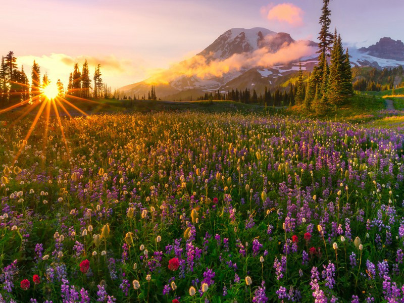 和司令洪文咏梅花两绝句·其一原文注释译文赏析-程公许诗词-宋诗全集