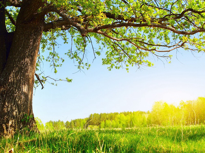 双溪原文注释译文赏析-陈岩诗词-宋诗全集