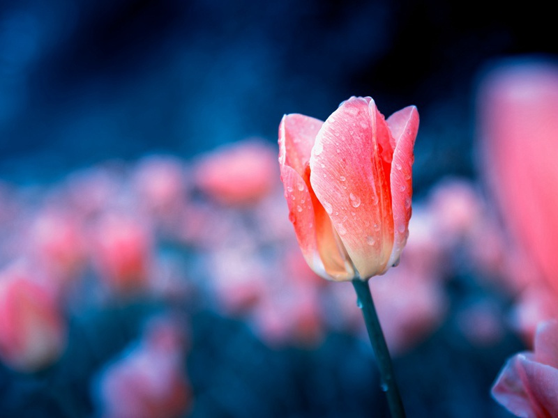 东坡公以种松法授都梁杜子师并为作诗子师求余同赋·其一原文注释译文赏析-晁补之诗词-宋诗全集