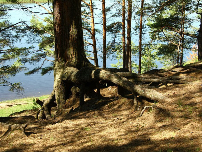 落花十绝·其四原文注释译文赏析-冯时行诗词-宋诗全集