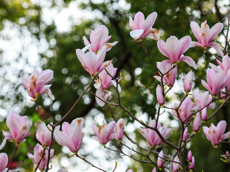 送亲戚钱尉入国原文注释译文赏析-丁黼诗词-宋诗全集