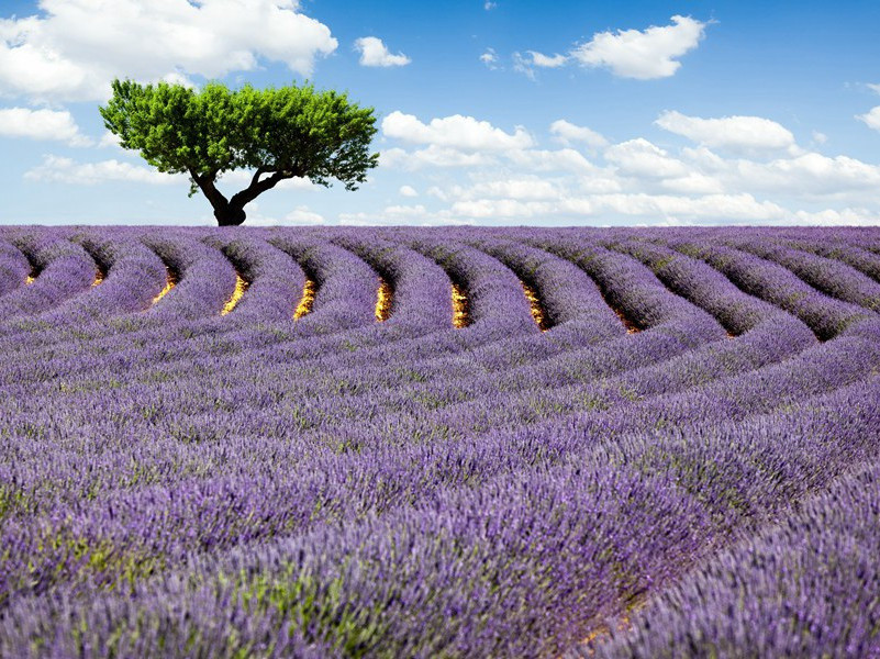 过铜陵南望一山高出云上奇秀可骇余未尝至江南遽曰此九华也问之言是原文注释译文赏析-晁补之诗词-宋诗全集