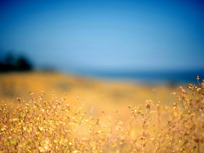 白龟泉原文注释译文赏析-陈岩诗词-宋诗全集