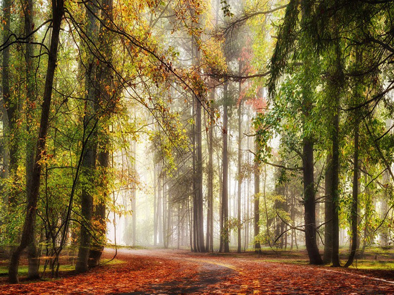 避暑普净院原文注释译文赏析-晁冲之诗词-宋诗全集