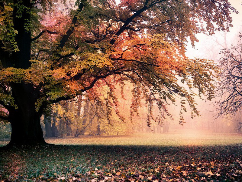 与高画生原文注释译文赏析-陈宓诗词-宋诗全集