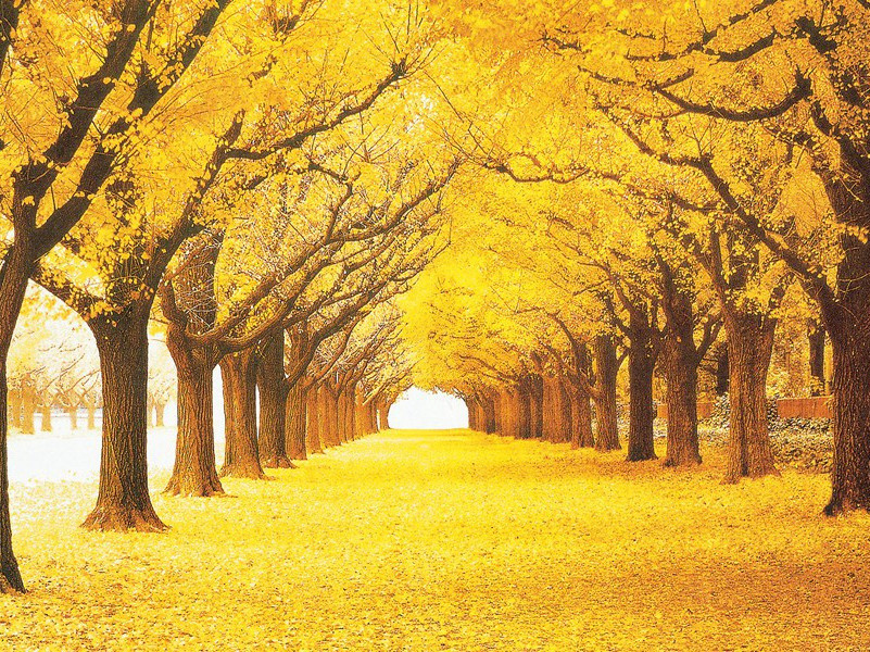 爱笋原文注释译文赏析-陈造诗词-宋诗全集