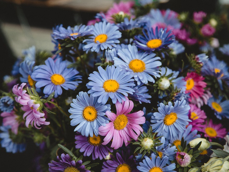华岩寺原文注释译文赏析-范成大诗词-宋诗全集