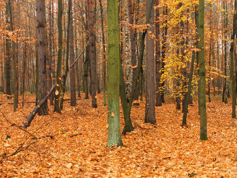 金国贺正旦使人到阙紫宸殿宴致语口号原文注释译文赏析-崔敦诗诗词-宋诗全集