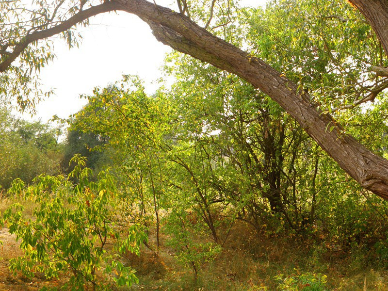 赞历代天师·第三十二代讳守真字遵一原文注释译文赏析-白玉蟾诗词-宋诗全集