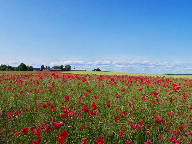 茅斋原文注释译文赏析-戴表元诗词-宋诗全集