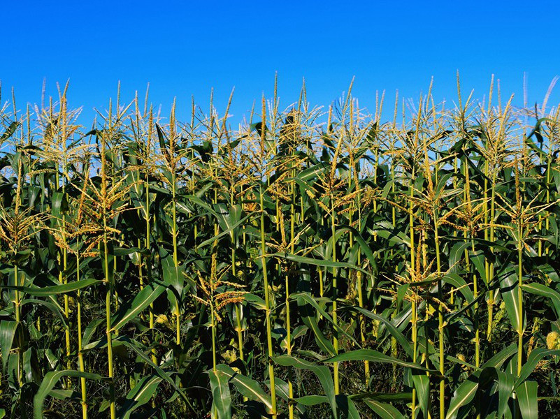 十绝句寄赵帅·其四原文注释译文赏析-陈造诗词-宋诗全集