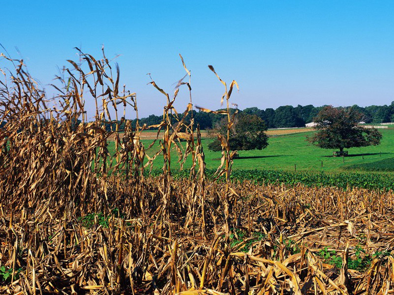 宿归宗赠轼老原文注释译文赏析-李彭诗词-宋诗全集