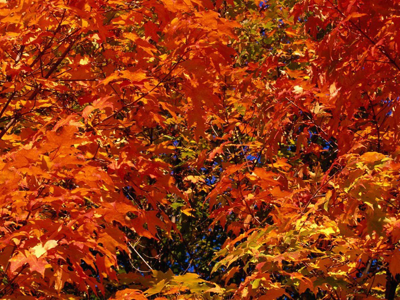 与林止庵叶半隠分赋郡中古迹得鲁公祠右军墨池·其二原文注释译文赏析-艾性夫诗词-宋诗全集