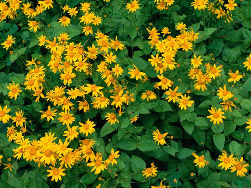 次韵俞祖仁寒翠亭翠字韵原文注释译文赏析-李纲诗词-宋诗全集