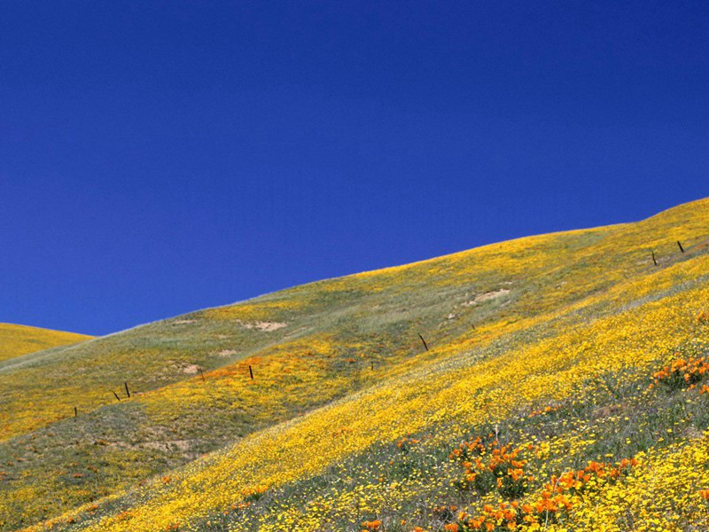 端约遗墨梅以诗谢之·其二原文注释译文赏析-蔡戡诗词-宋诗全集