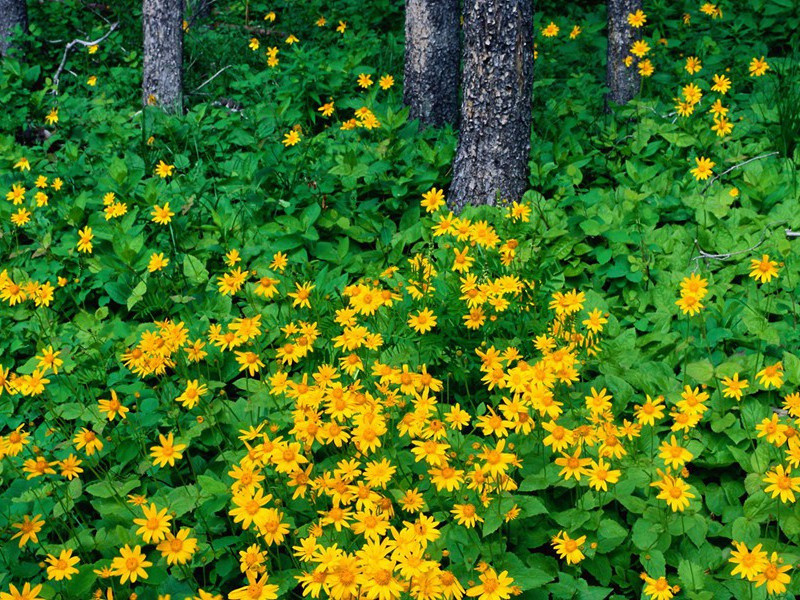 和同官问耳疾六首·其一原文注释译文赏析-曹勋诗词-宋诗全集