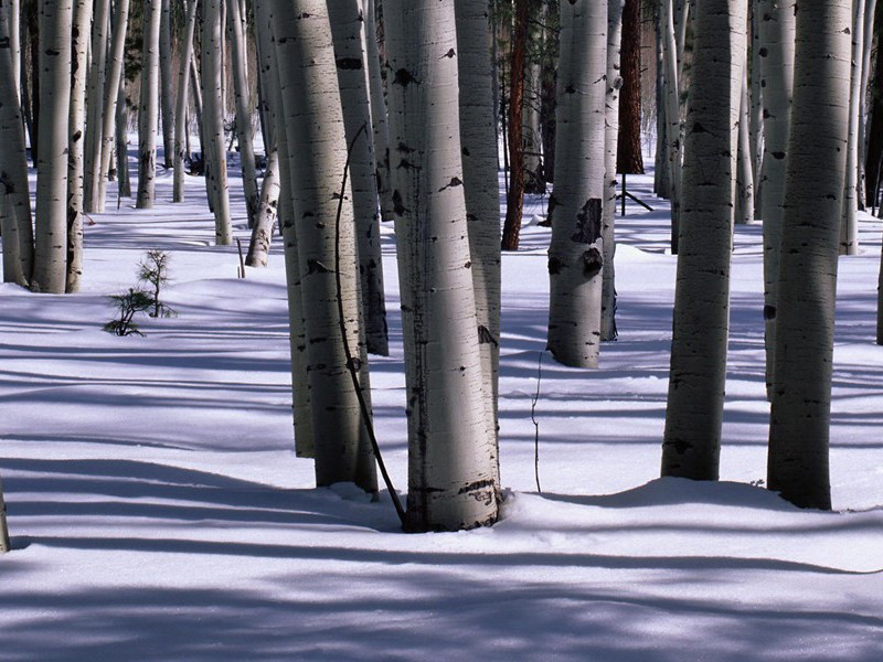 虎跑泉原文注释译文赏析-董嗣杲诗词-宋诗全集