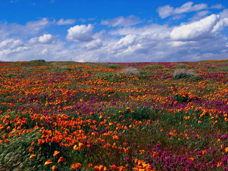 和台州卫倅原文注释译文赏析-曹勋诗词-宋诗全集