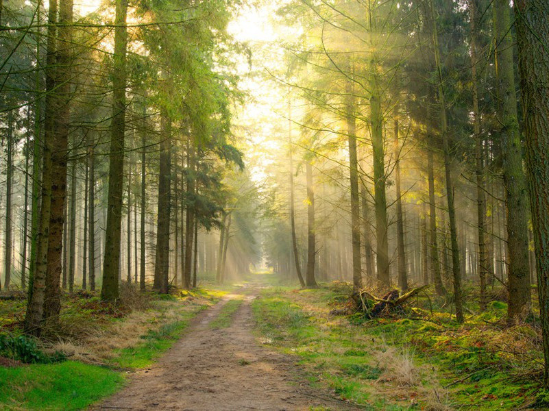 莲花原文注释译文赏析-包恢诗词-宋诗全集