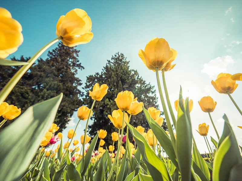 亲邻招集强往便归原文注释译文赏析-范成大诗词-宋诗全集