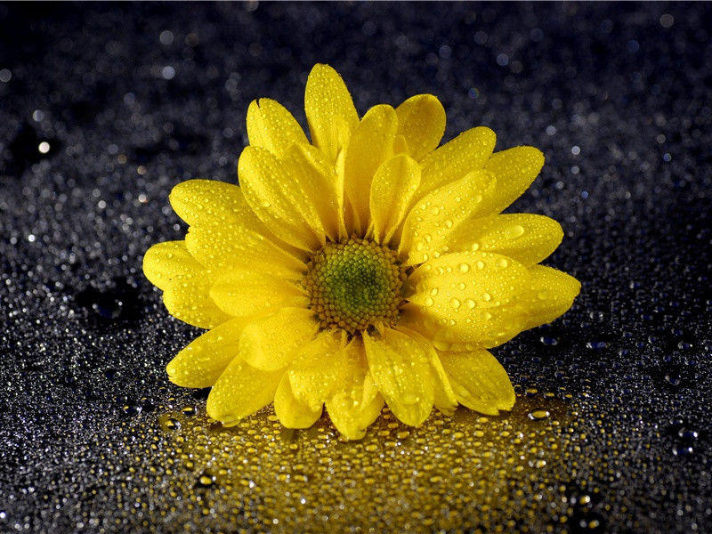 墨竹原文注释译文赏析-白玉蟾诗词-宋诗全集