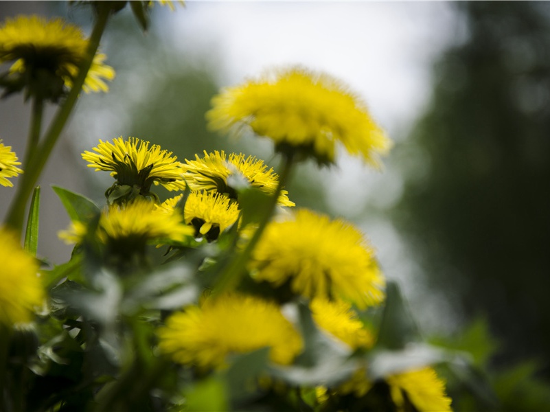 瓜洲晚渡原文注释译文赏析-方岳诗词-宋诗全集
