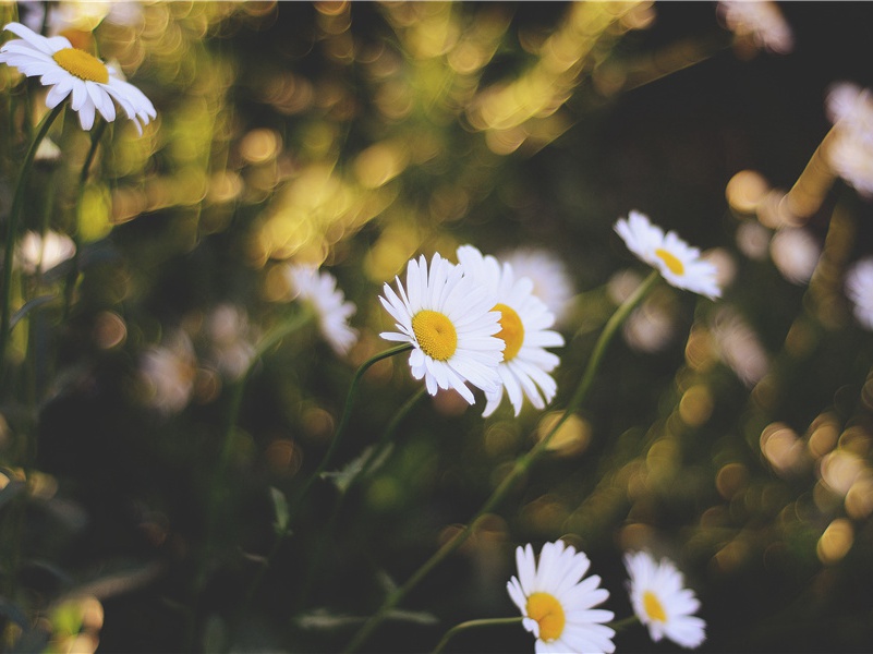 挽崔舍人·其二原文注释译文赏析-方有开诗词-宋诗全集