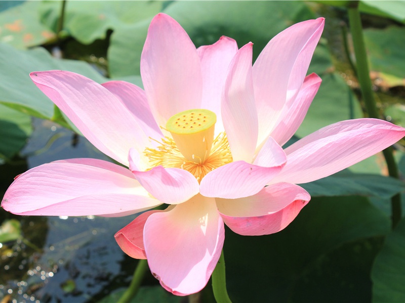 石湖芍药盛开向北使归过维扬时买根栽此因记旧事二首·其一原文注释译文赏析-范成大诗词-宋诗全集