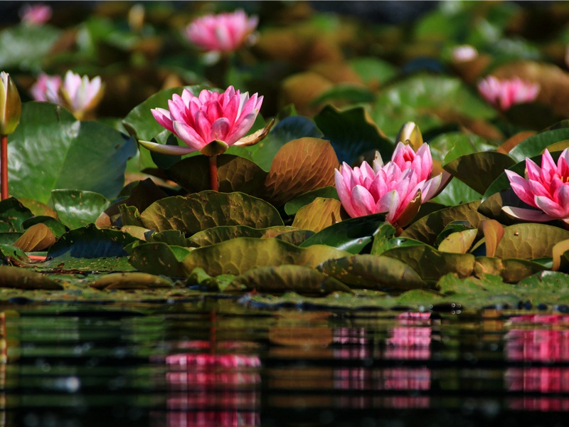 奉送自强明府之官崑山原文注释译文赏析-曾逮诗词-宋诗全集