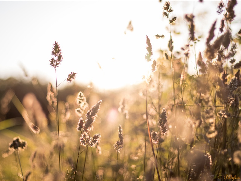徐京伯通判晚岁得二子原文注释译文赏析-戴复古诗词-宋诗全集