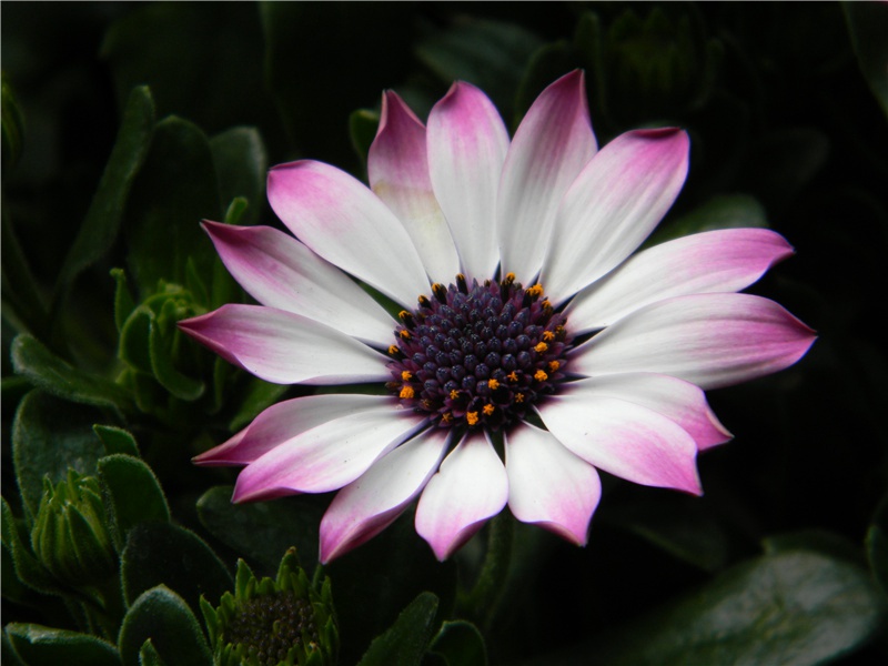 泉州安静堂原文注释译文赏析-蔡襄诗词-宋诗全集