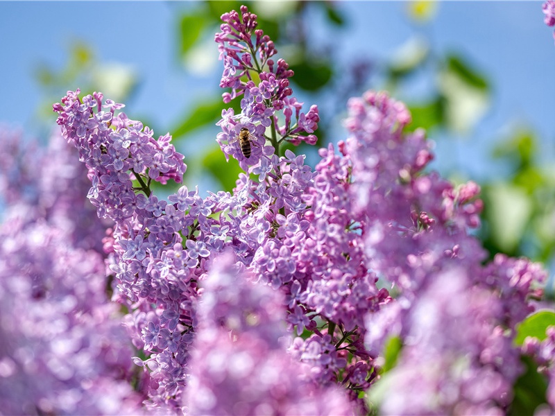 石湖芍药盛开向北使归过维扬时买根栽此因记旧事二首·其一原文注释译文赏析-范成大诗词-宋诗全集