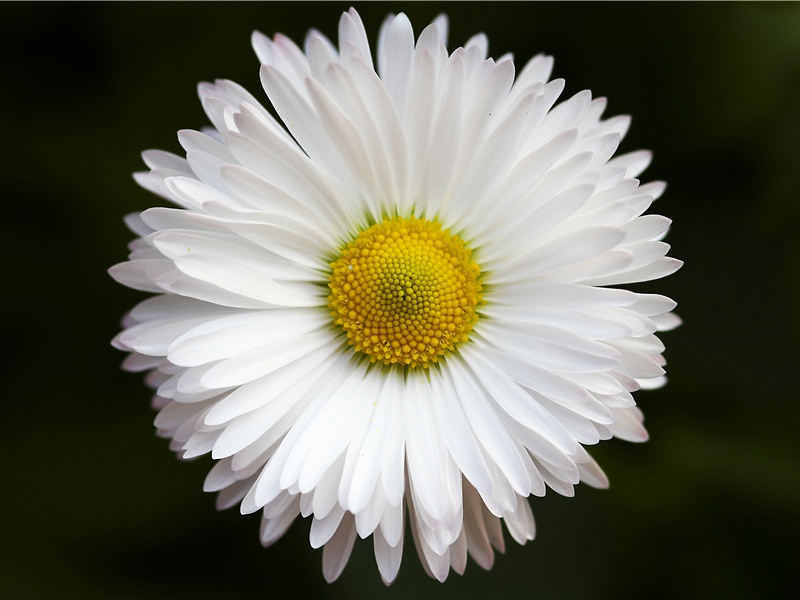 德甫知丞过筠庄谿亭为待月之会戏呈席上诸友原文注释译文赏析-李弥逊诗词-宋诗全集