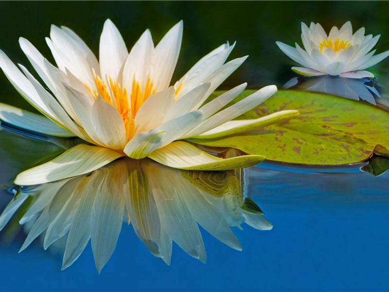 冬雪呈太守张嵇仲·其二原文注释译文赏析-李弥逊诗词-宋诗全集