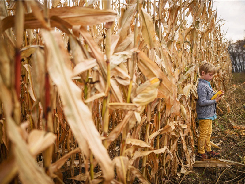 和学士秋怀·其一三原文注释译文赏析-李弥逊诗词-宋诗全集